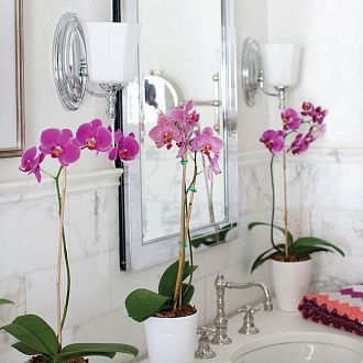 Бра для ванных комнат HK-SHELLY1-BATH Hinkley, арт. HK-SHELLY1-BATH